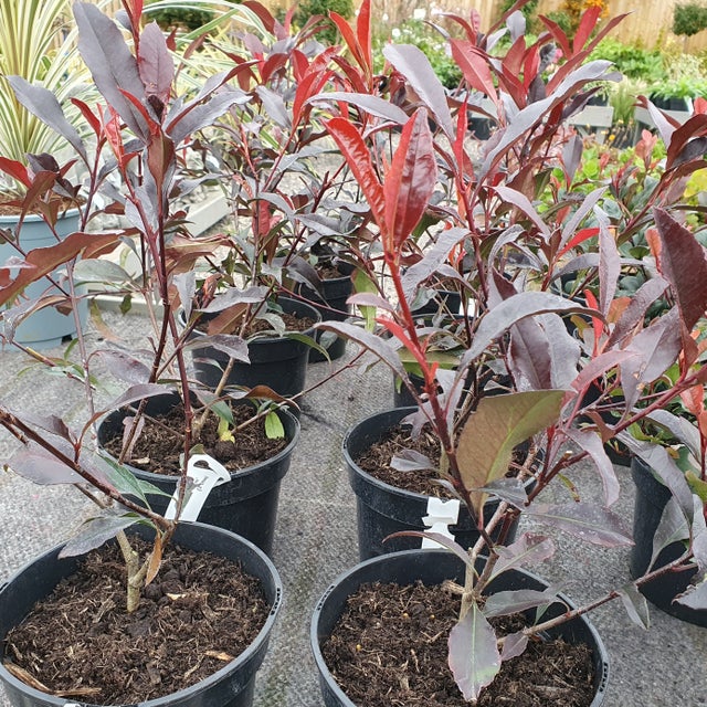 Plants for Winter Garden | Sweet Meadows Plant Centre